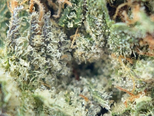 bubba kush in toronto. close up picture