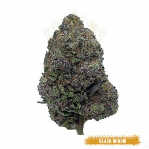 Toronto Weed Delivery black widow weed