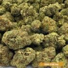 toronto cannabis delivery - Sensi Star Strain