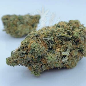 Northern Lights cannabis strain in toronto