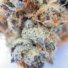 Buy Weed Etobicoke - Purple Dank Breath