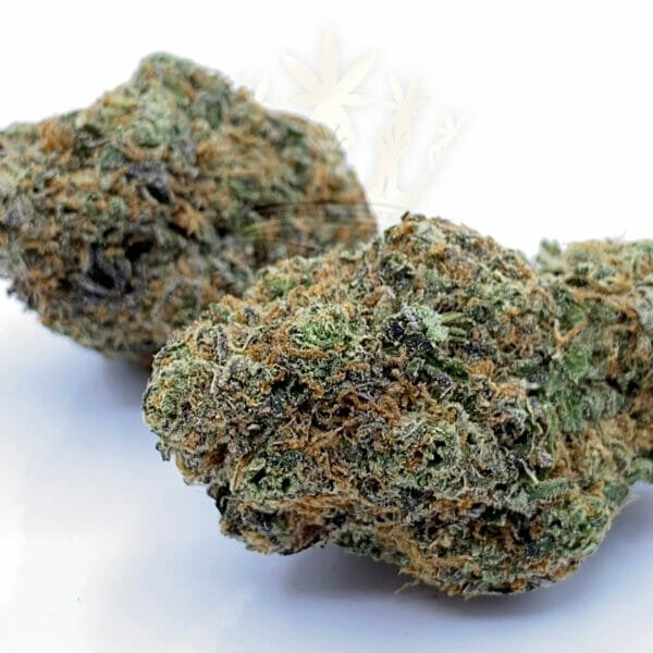 Find Weed Delivery in Etobicoke - Girl Scout Cookies Cannabis Strain