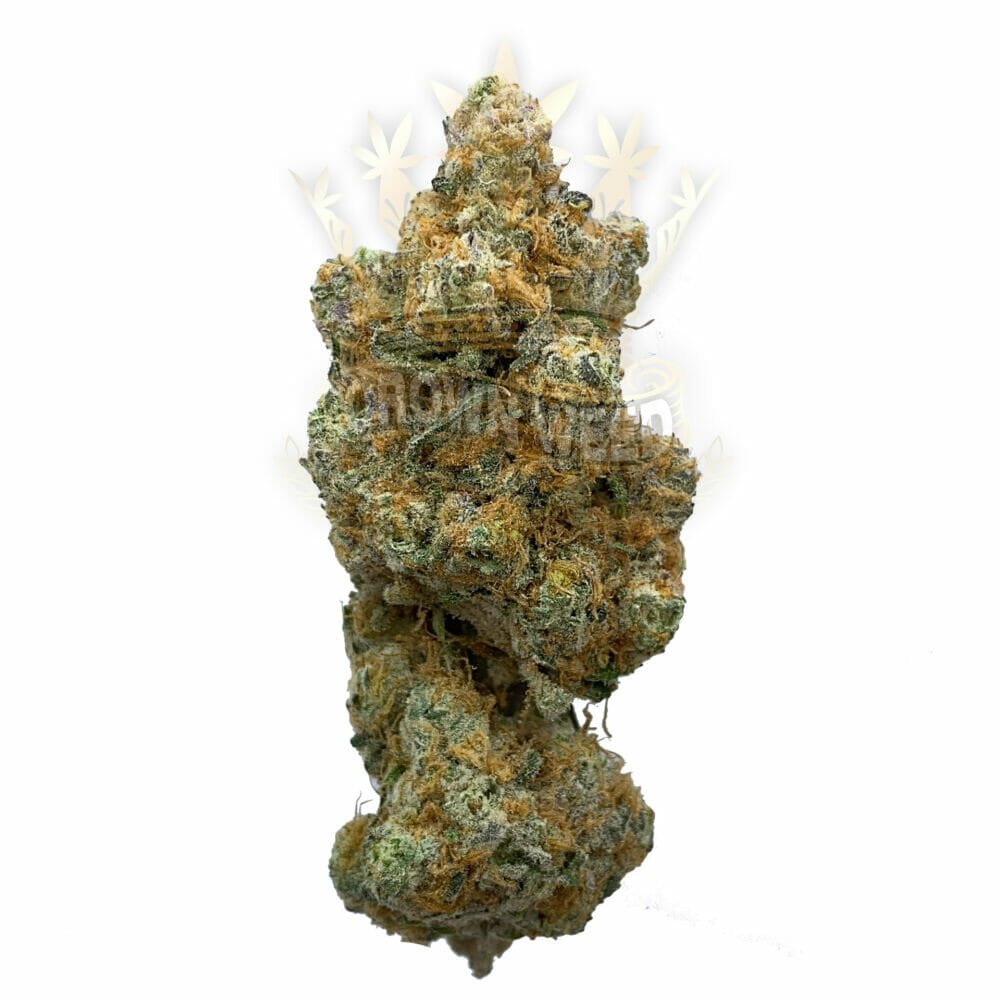 Sugar Cane Weed Delivery Toronto North York Crown Weed Buy Weed Online Weed Dispensary