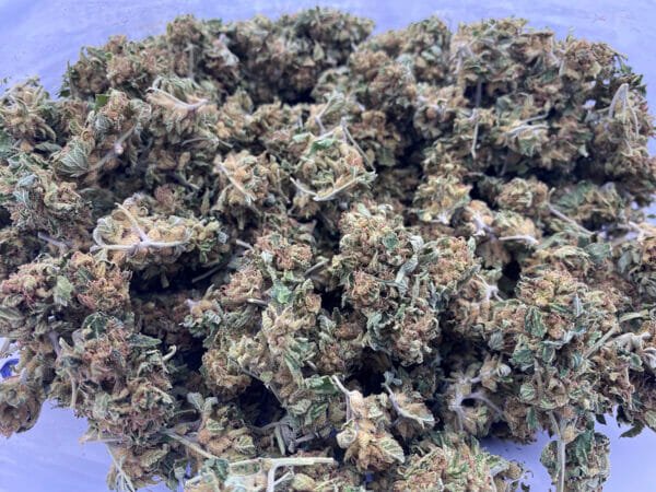 weed delivery near toronto north york - coco bruce strain info
