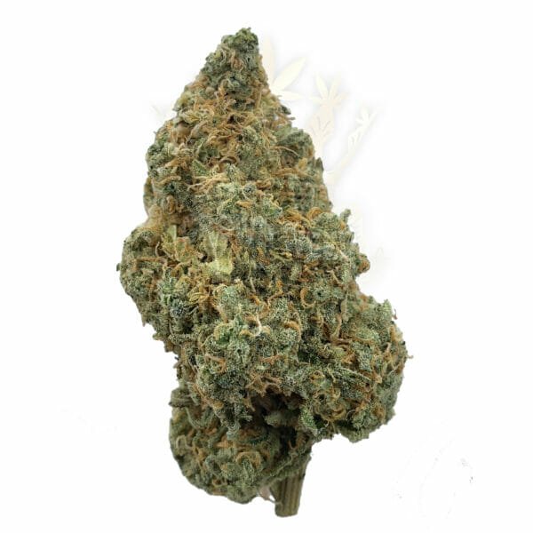 Find weed delivery same day near North York - Lemon Haze Weed Strain