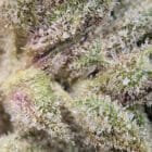 Find rockstar gas weed strain in scarborough