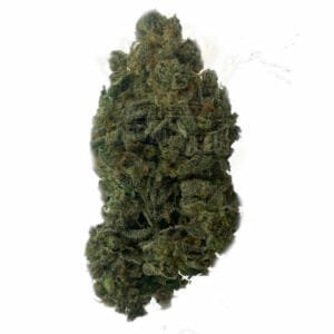 weed delivery in toronto chocolope strain