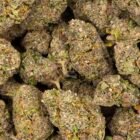 black cherry punch marijuana cannabis strain