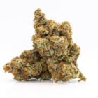 Buy Tropical Runtz weed cannabis strain