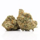 weed delivery in Toronto - capitulator strain