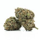 Bluenana cannabis weed strain